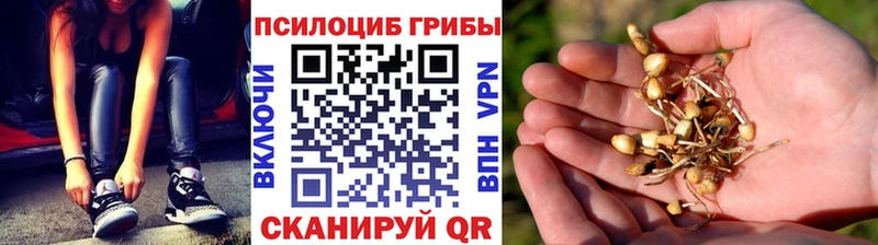 дарнет шоп  Железногорск  Псилоцибиновые грибы Magic Shrooms 